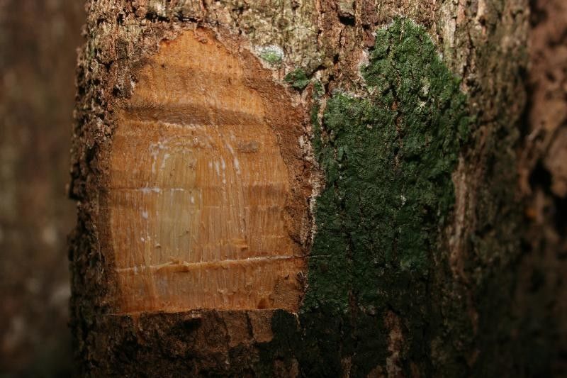 Pouteria egregia other