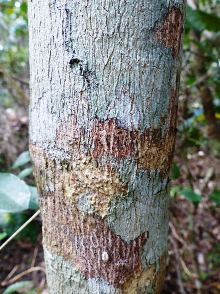 Euodia tietaensis bark