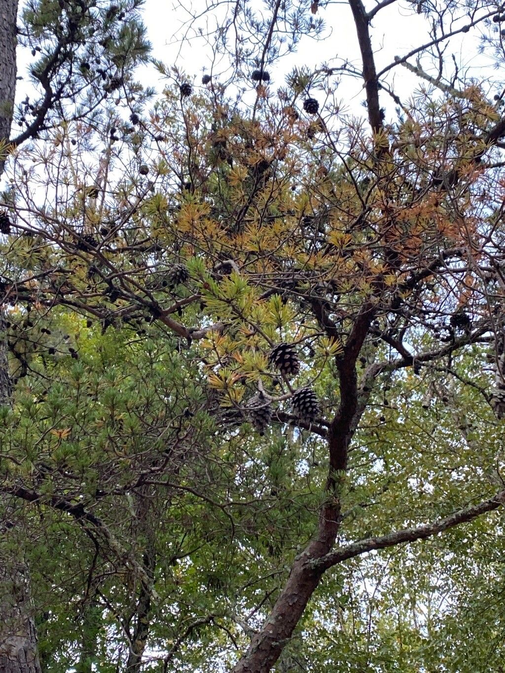 Pinus virginiana leaf