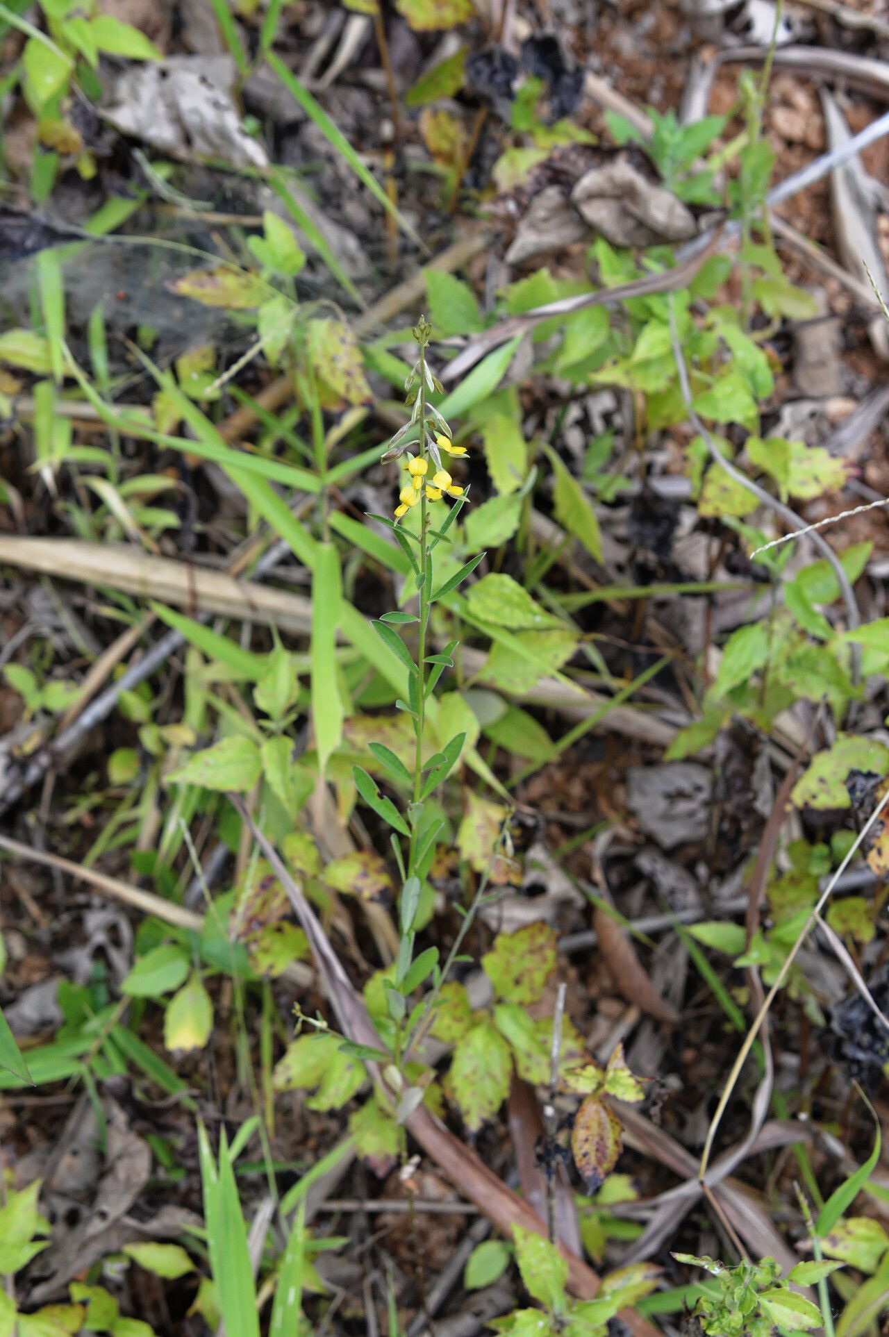 Crotalaria albida habit