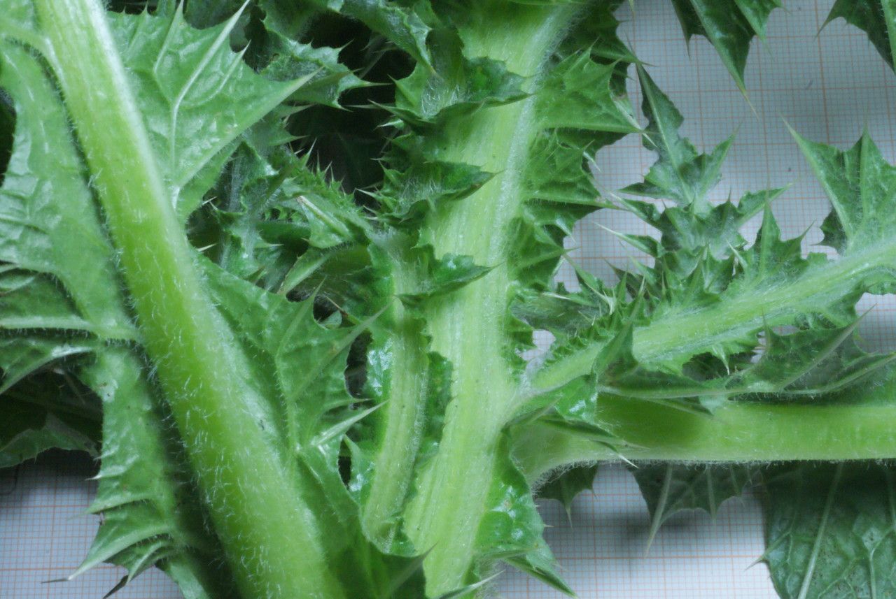 Carduus spachianus habit