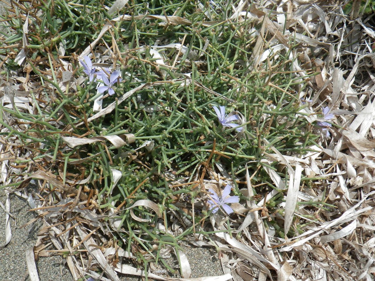 Cichorium spinosum