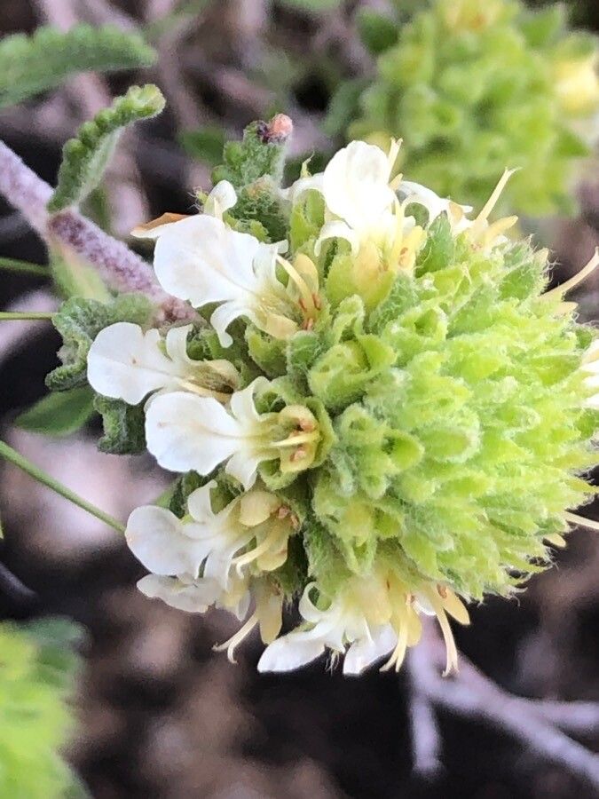 Teucrium carthaginense flower