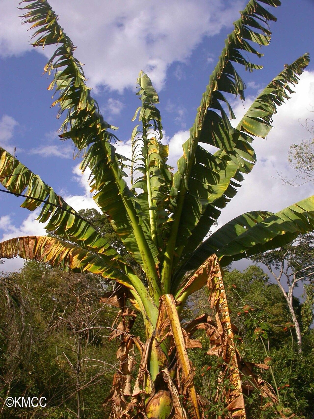 Ensete perrieri habit