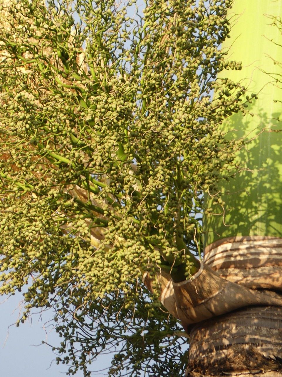 Roystonea oleracea fruit