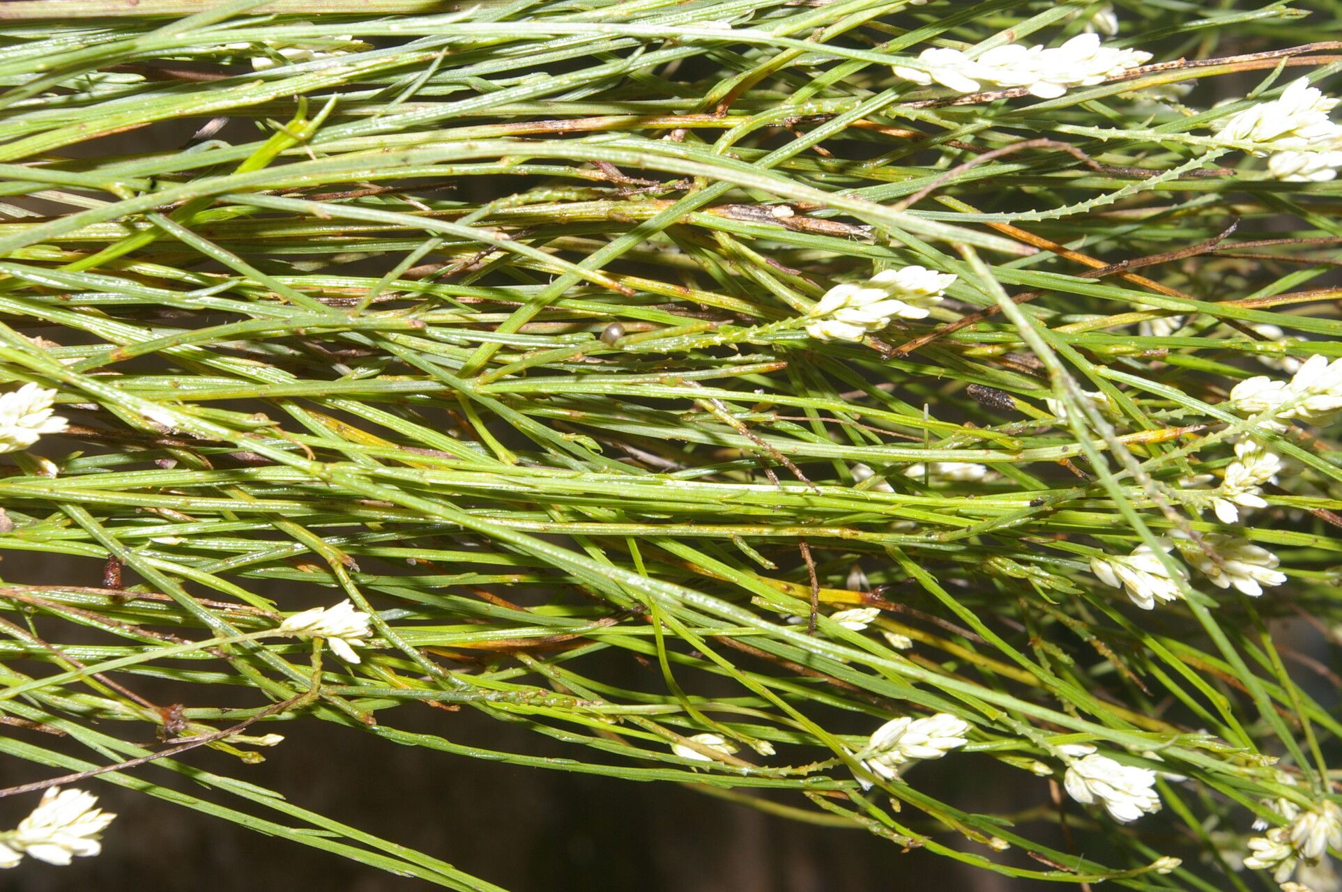 Polygala variabilis habit