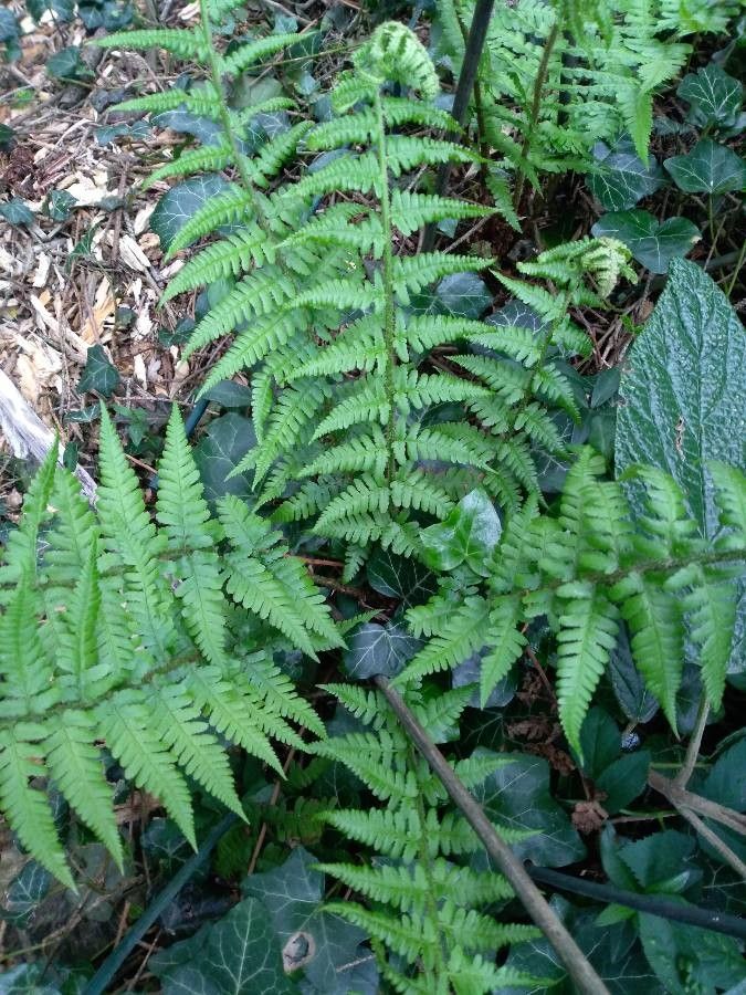 Deparia petersenii leaf