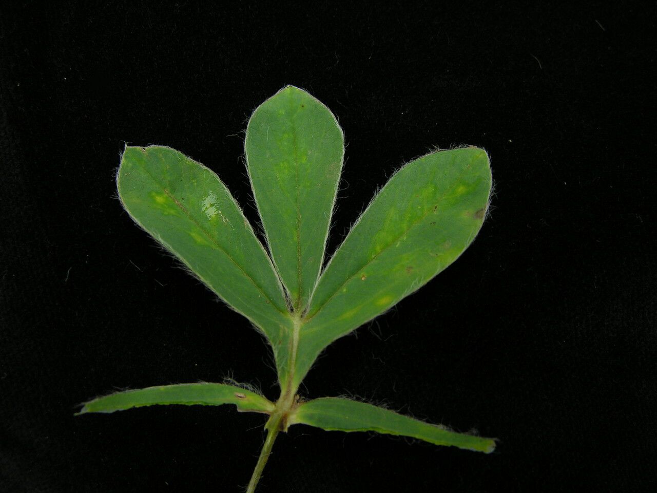 Thermopsis barbata other