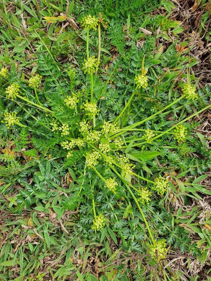 Haplosciadium abyssinicum habit