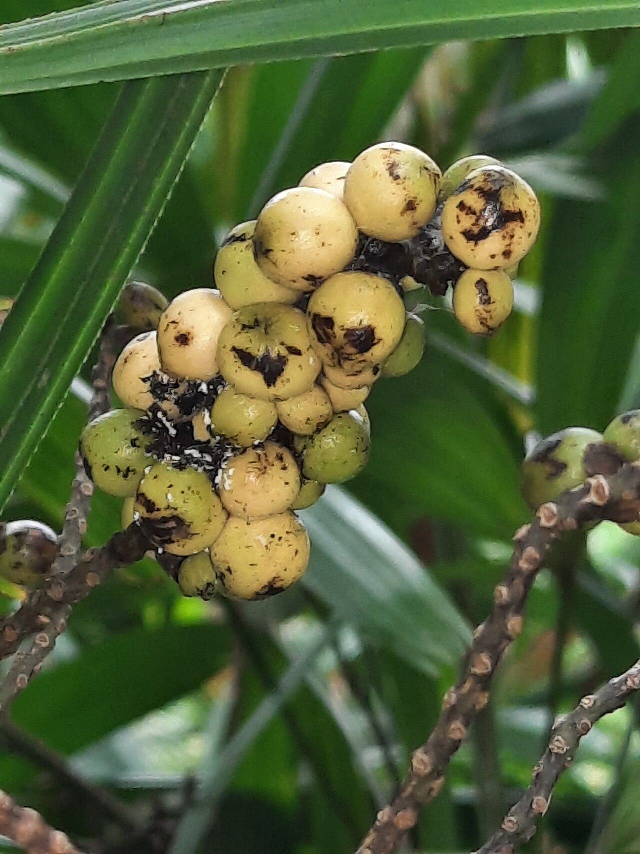Rhapis excelsa fruit