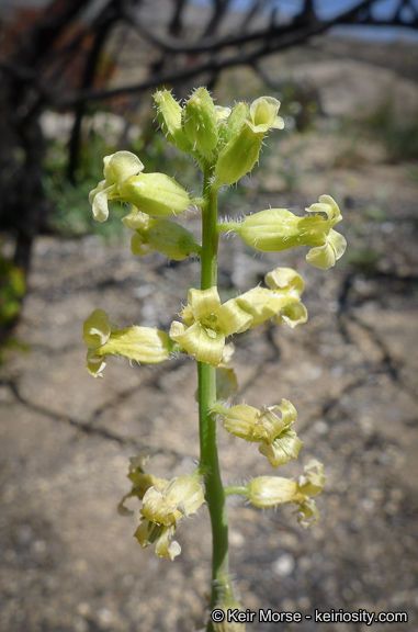 Streptanthus simulans — houseplant care guide