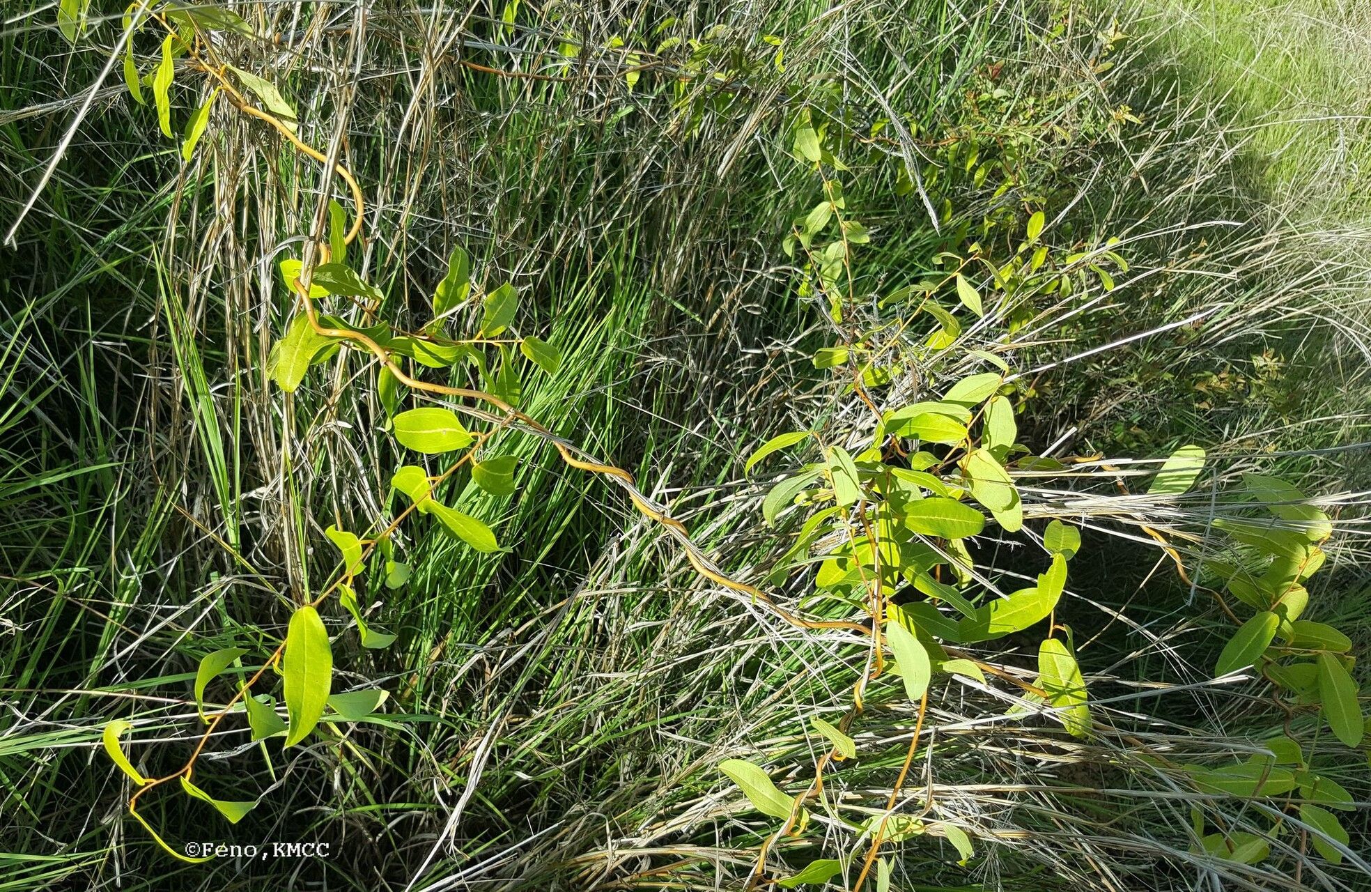 Dioscorea bemandry leaf