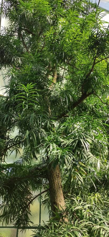 Podocarpus henkelii habit