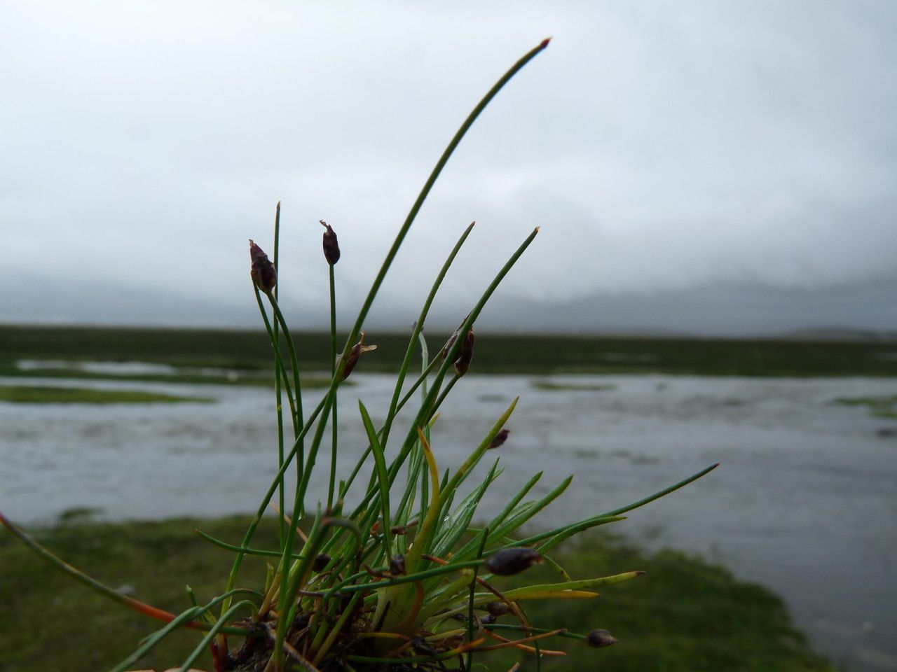 Eleocharis albibracteata — related species from the same genus