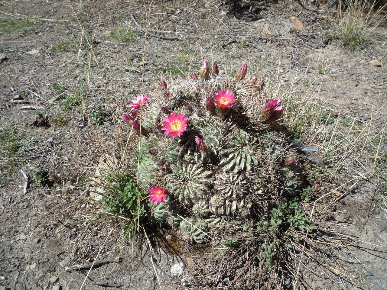 Lobivia pentlandii — houseplant care guide