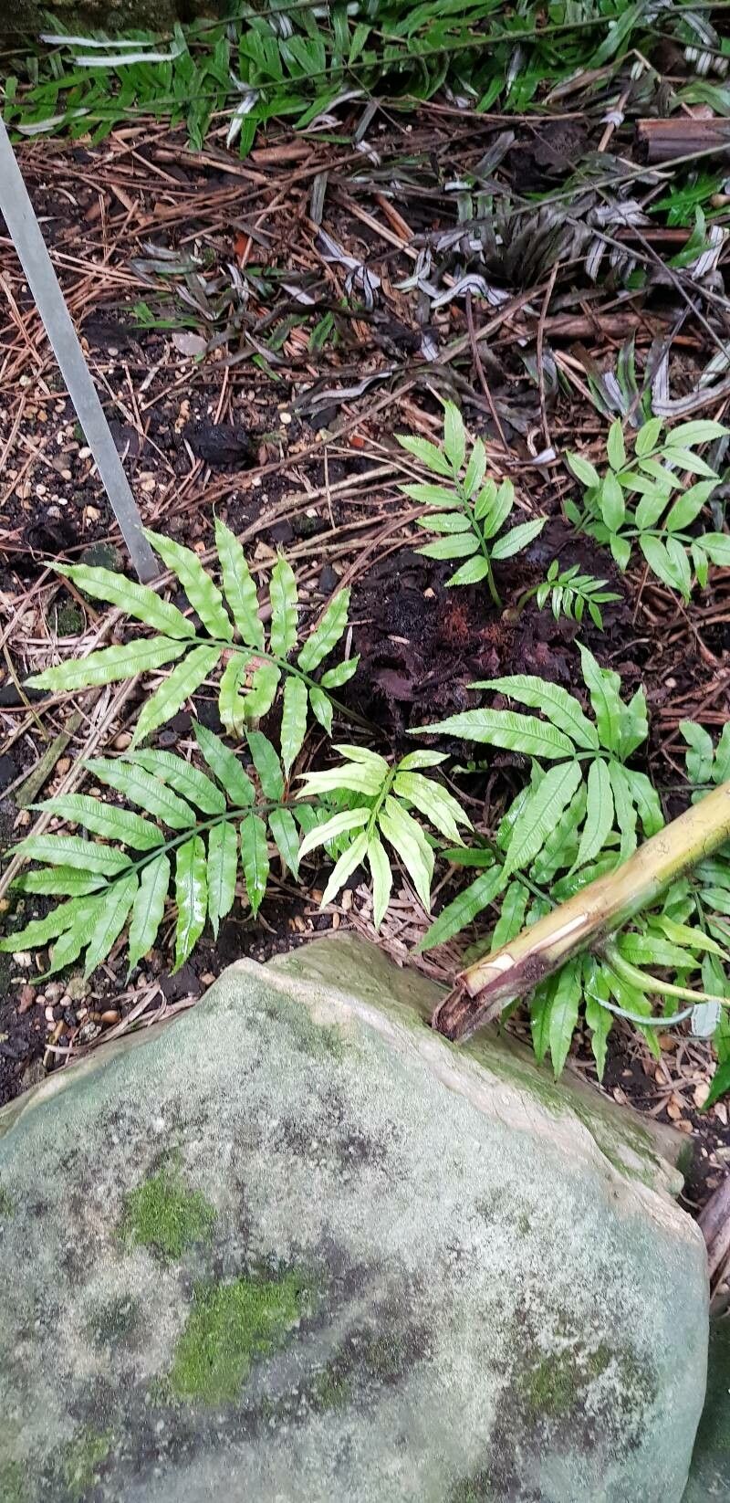 Angiopteris lygodiifolia habit