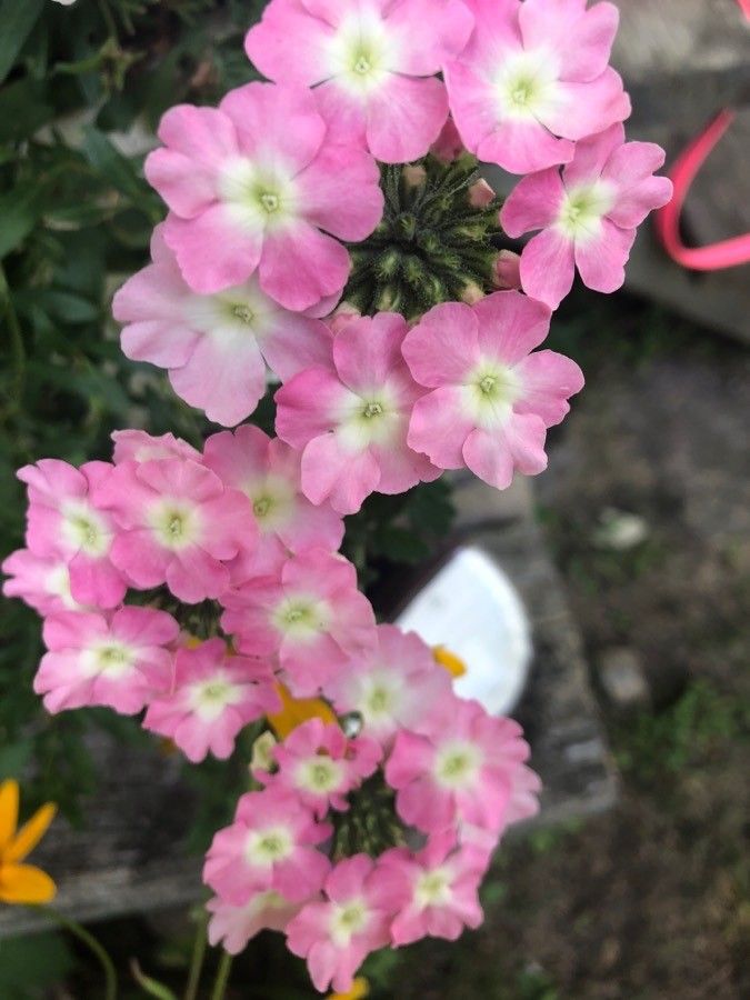 Verbena x hybrida fruit