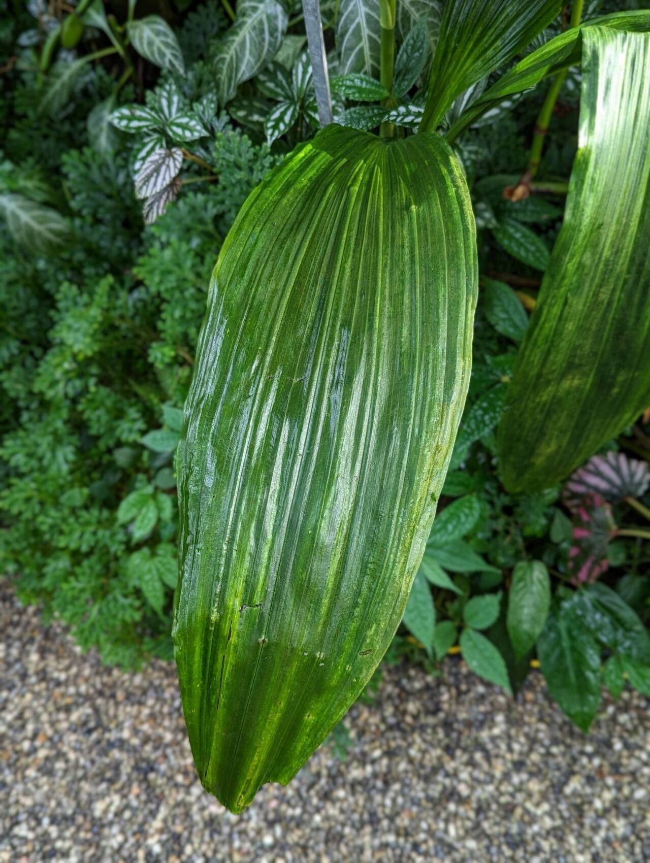 Calanthe tankervilleae — houseplant care guide