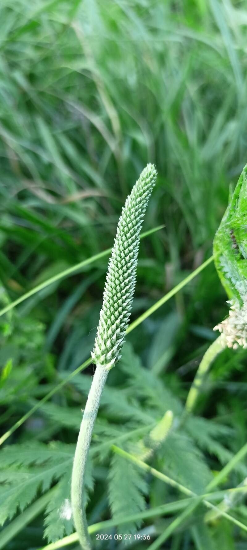 Plantago urvillei flower
