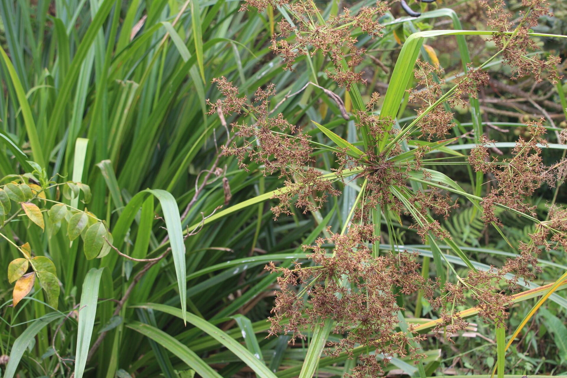 Cyperus ajax flower