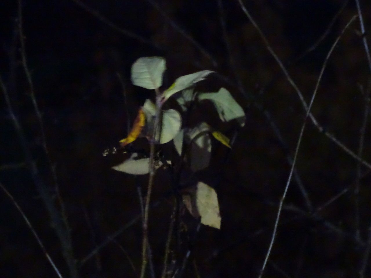 Cotoneaster neo-antoninae leaf