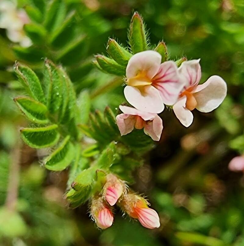 Ornithopus perpusillus flower