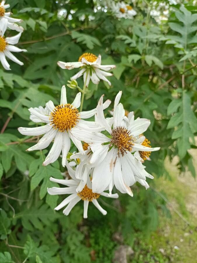 Montanoa bipinnatifida flower