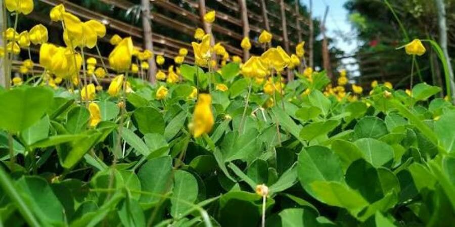 Arachis pintoi habit