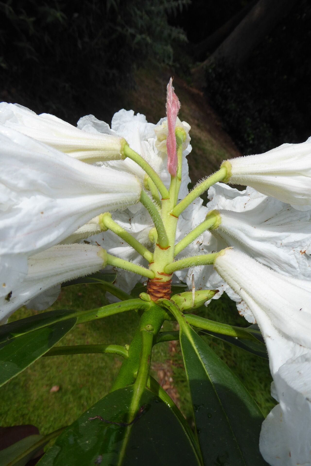 Rhododendron glanduliferum flower