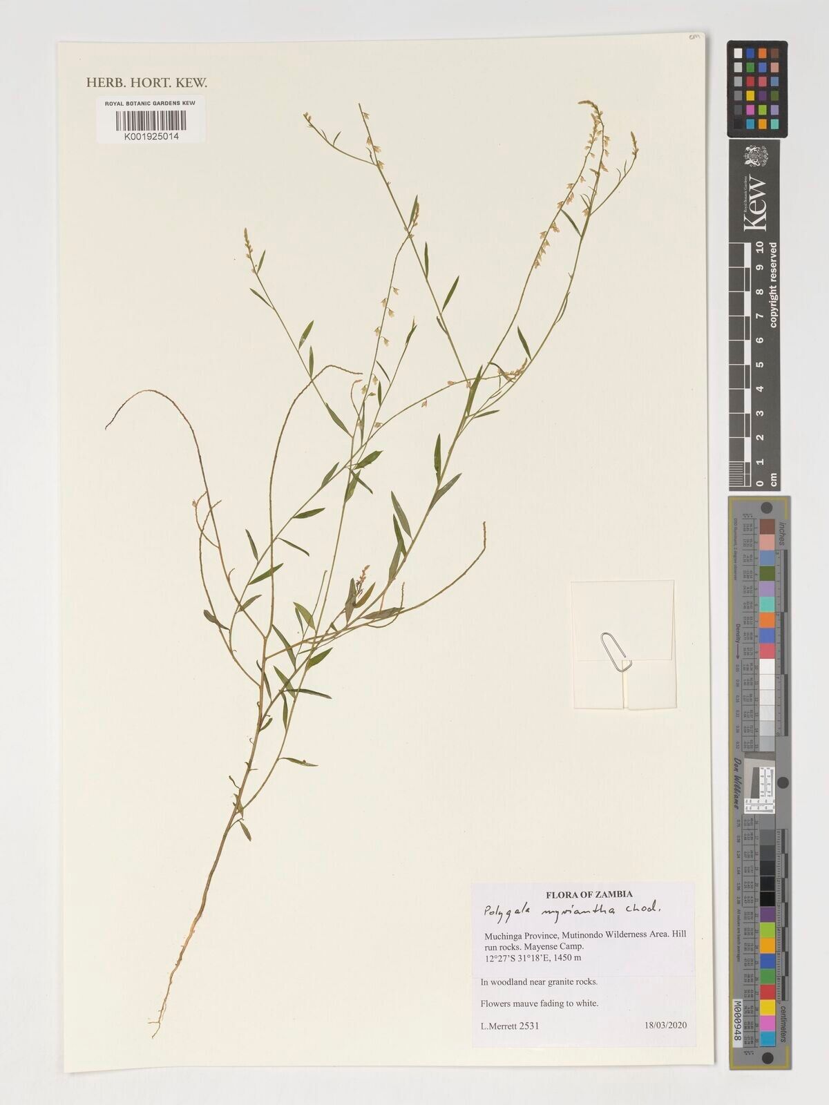 Polygala myriantha — houseplant care guide