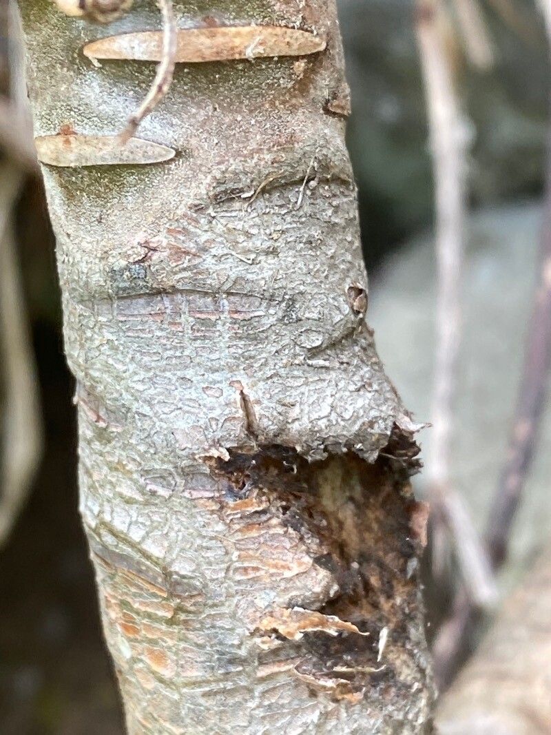 Aeonium glutinosum bark