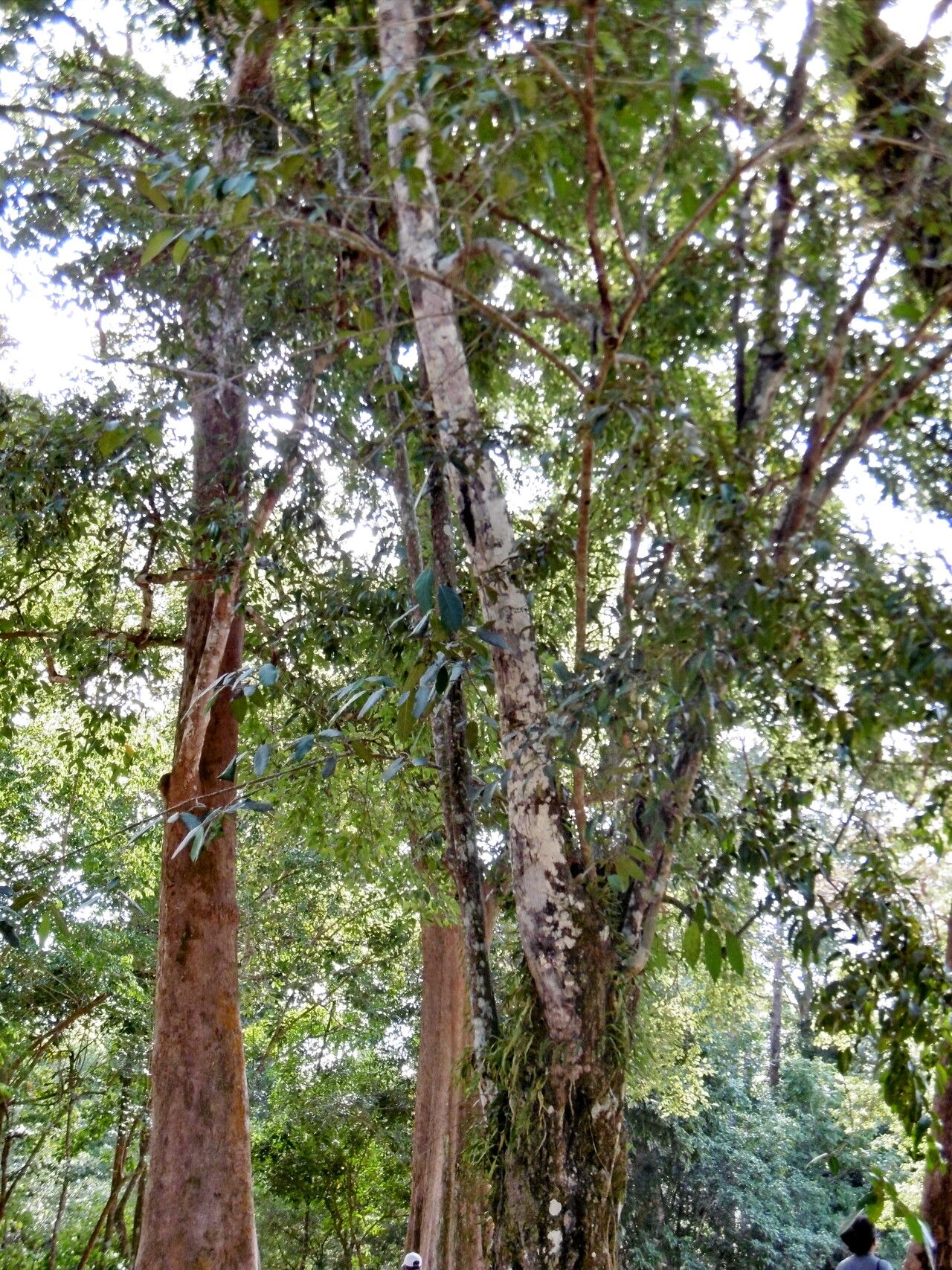 Diospyros sylvatica habit