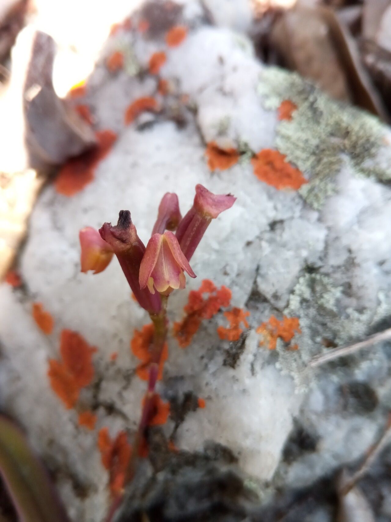 Polystachya monophylla flower