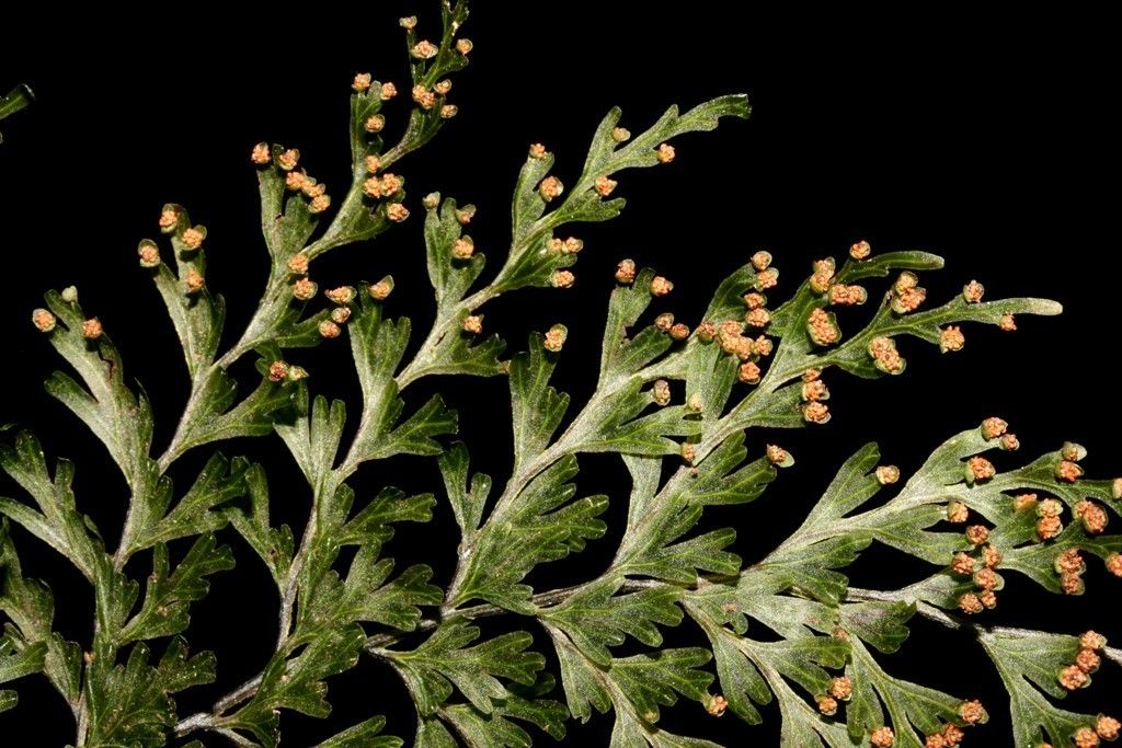Hymenophyllum imbricatum habit