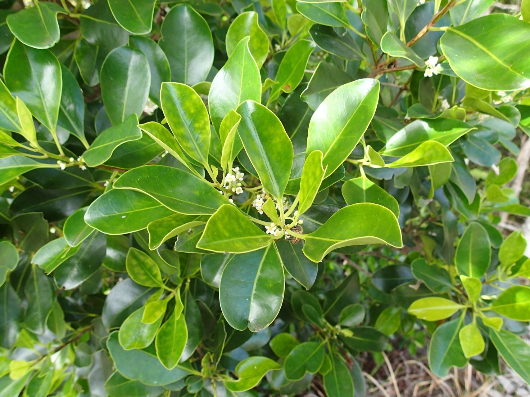 Ilex sebertii — search result for 'Ilex'