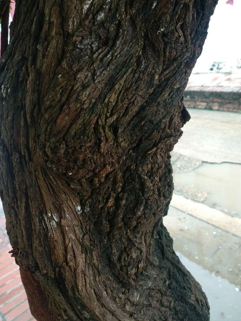 Coccoloba acuminata bark