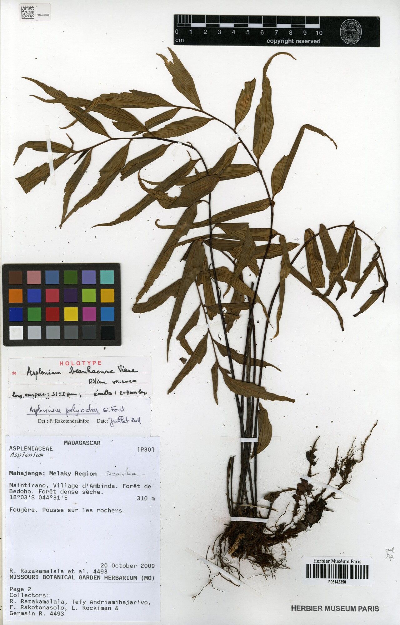 Asplenium beankaense — houseplant care guide