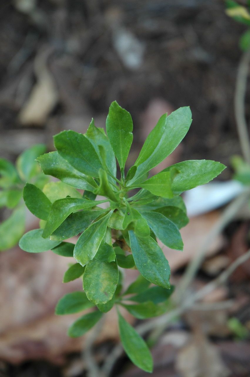 Scaevola gaudichaudii — search result for 'Scaevola'