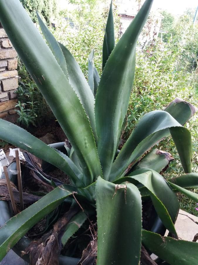 Agave antillarum leaf