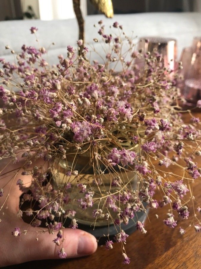 Cuscuta palaestina flower