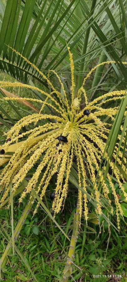 Butia catarinensis — related species from the same genus