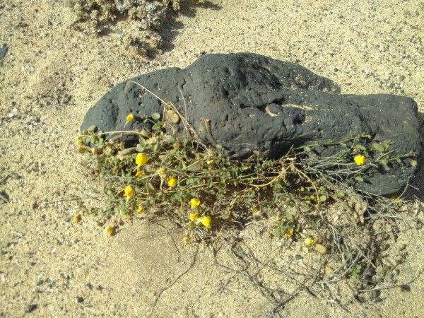 Kickxia heterophylla habit