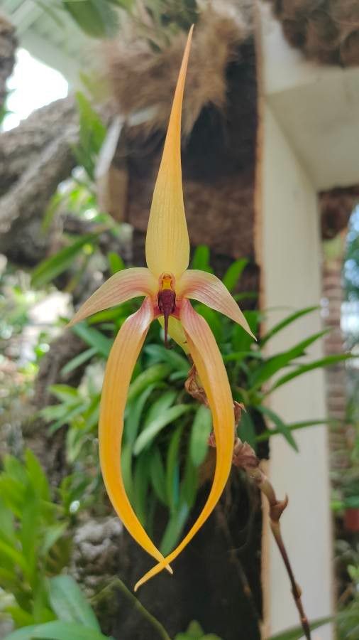 Bulbophyllum echinolabium — houseplant care guide