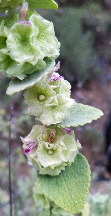 Ballota acetabulosa flower