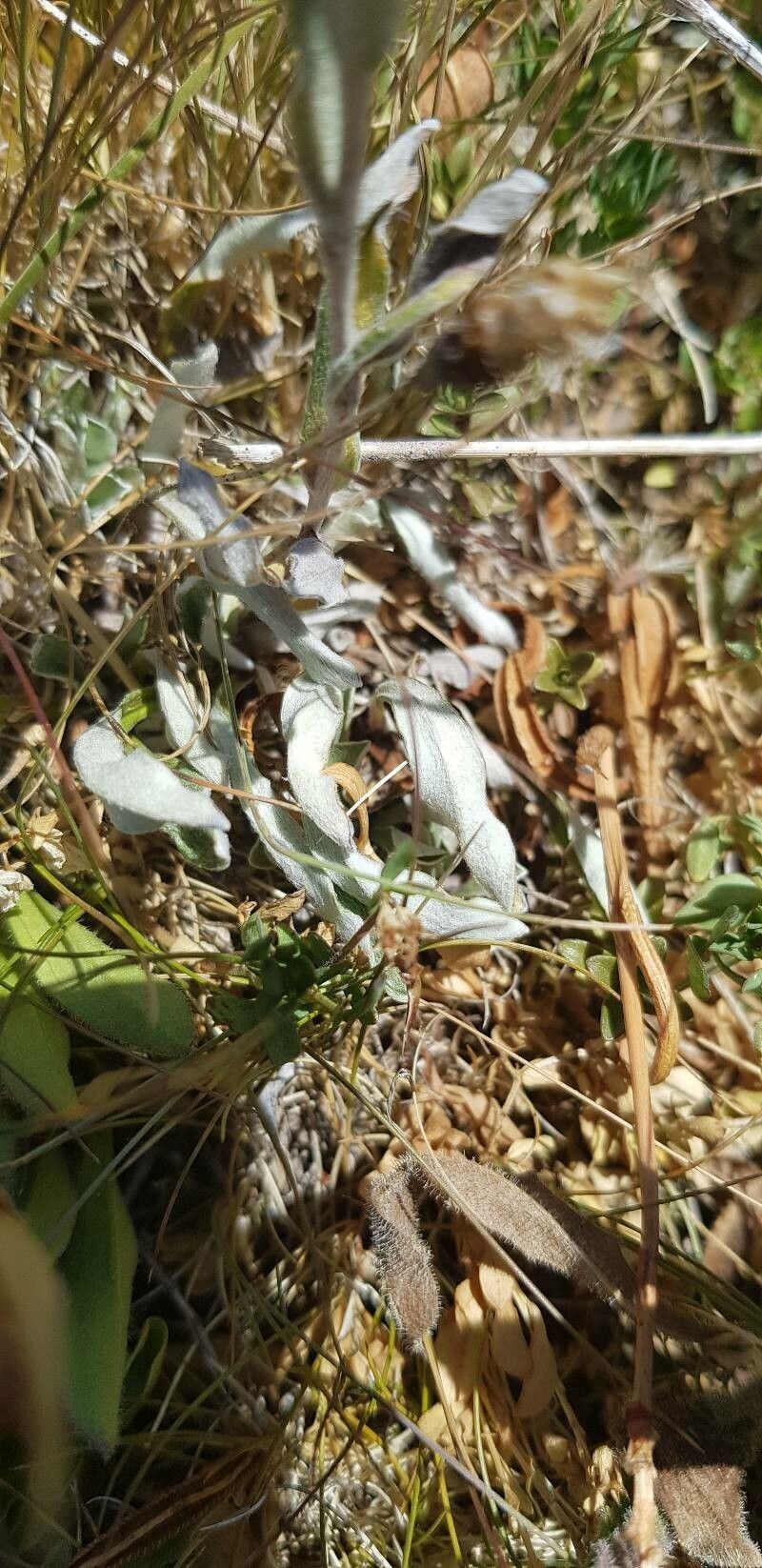 Leontopodium nivale — search result for 'Switzerland'