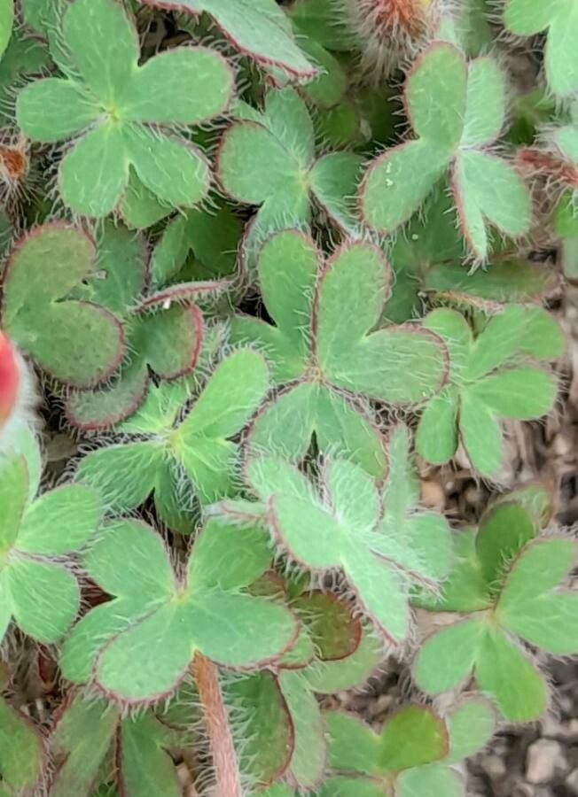 Oxalis conorrhiza leaf