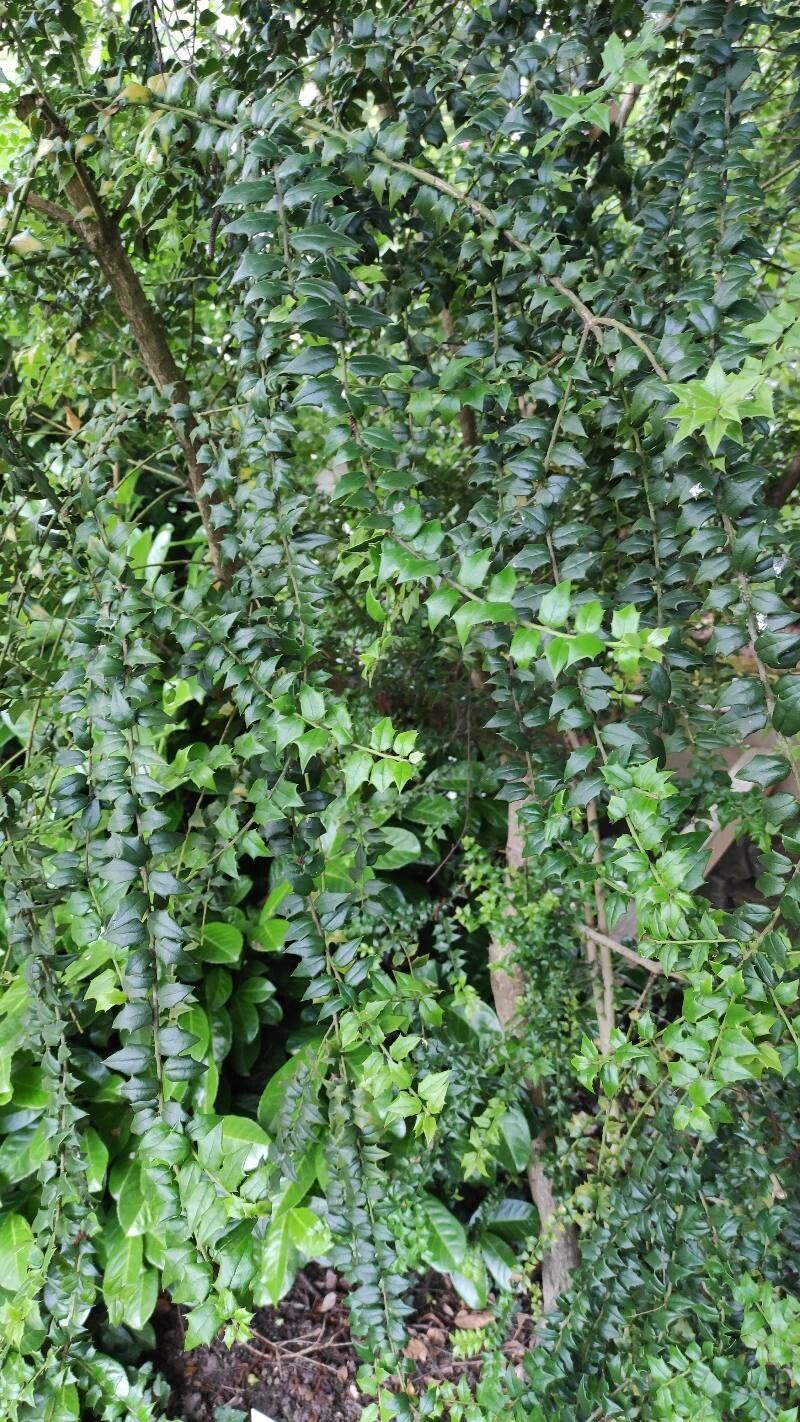 Ilex pernyi habit