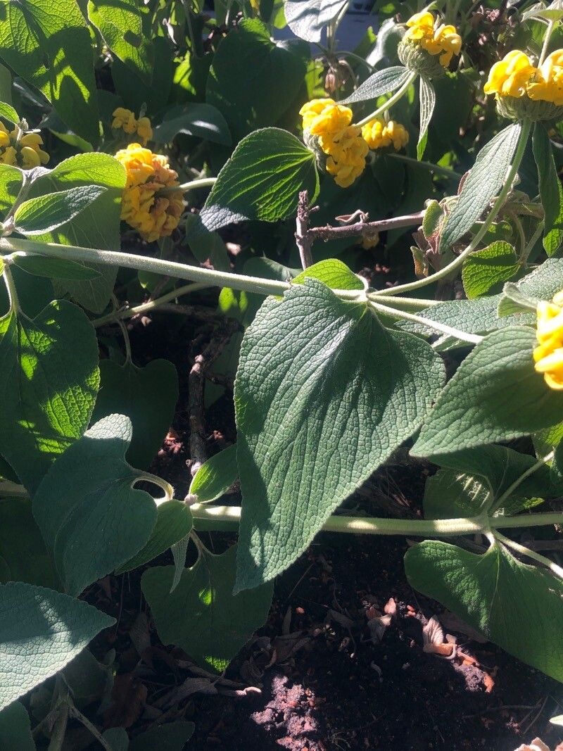 Phlomis longifolia — search result for 'Cyprus'