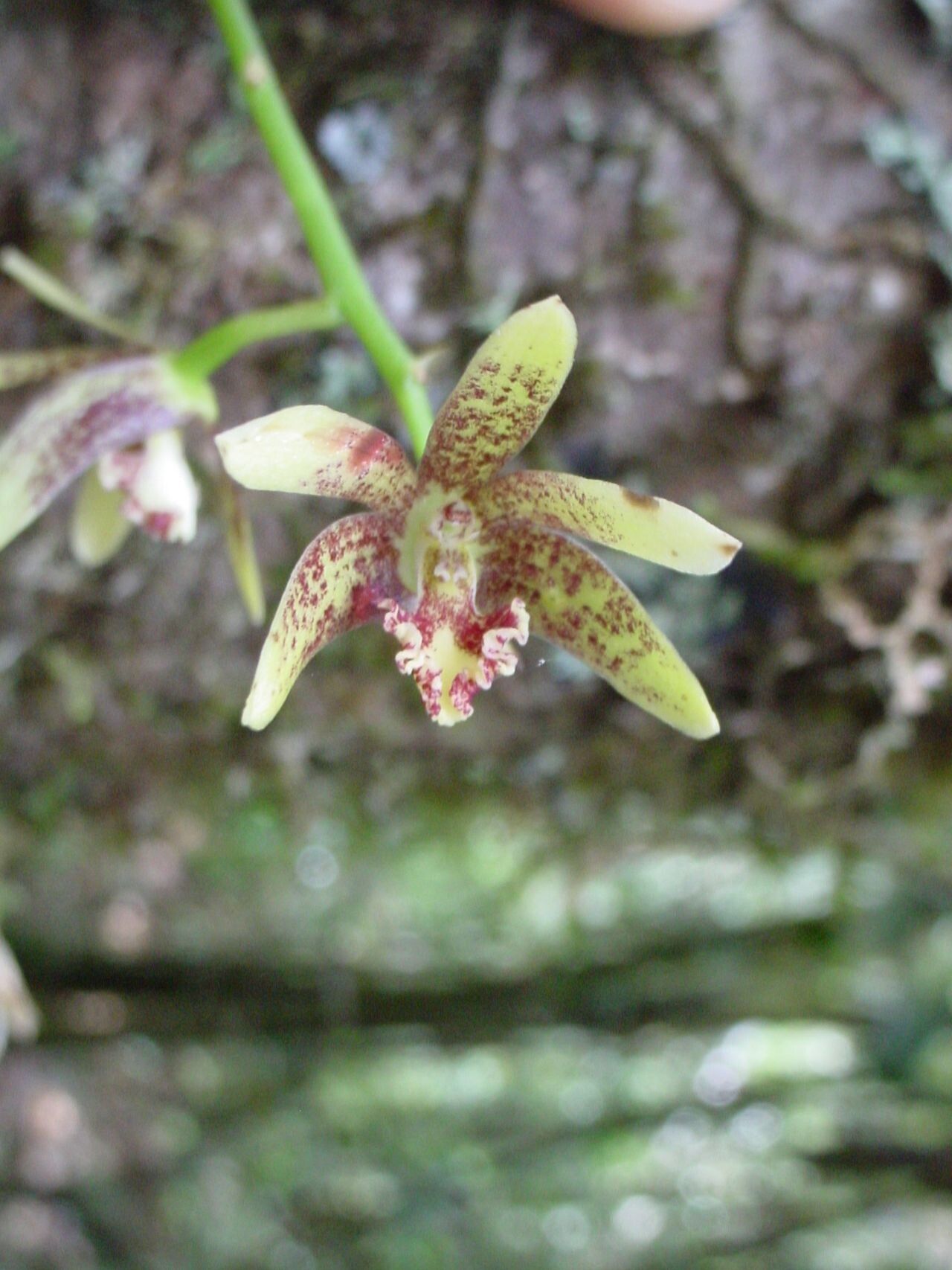 Bulbophyllum muricatum — houseplant care guide