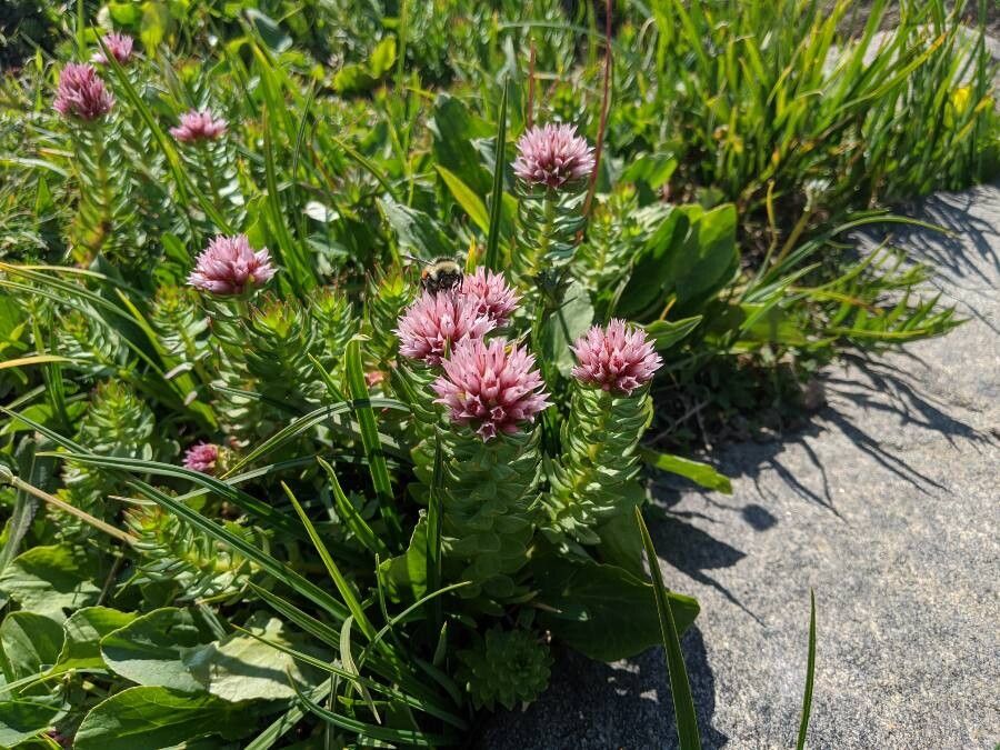 Rhodiola rhodantha flower